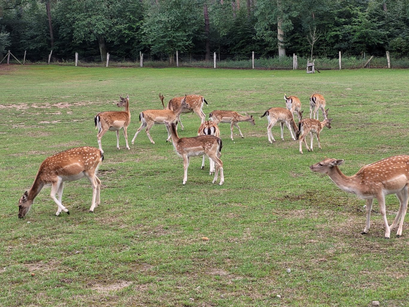 Wildgehege Satower Hütte